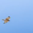 Jeune Aigle de Bonelli en vol